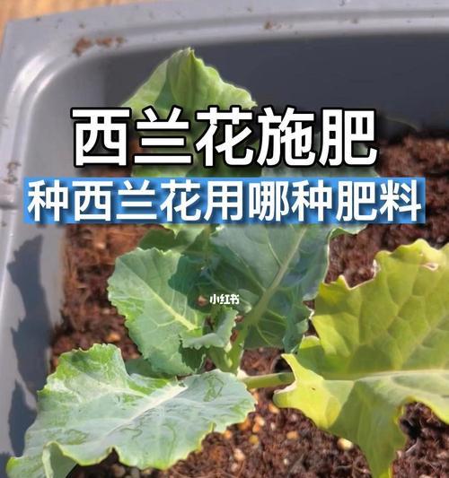 金虎仙人球施肥指南？哪种肥料最适合？